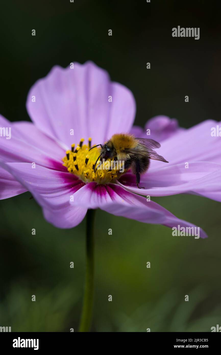 Tree Bumblebee Bombus Hypnorum  on Pink Cosmos Daisy Stock Photo
