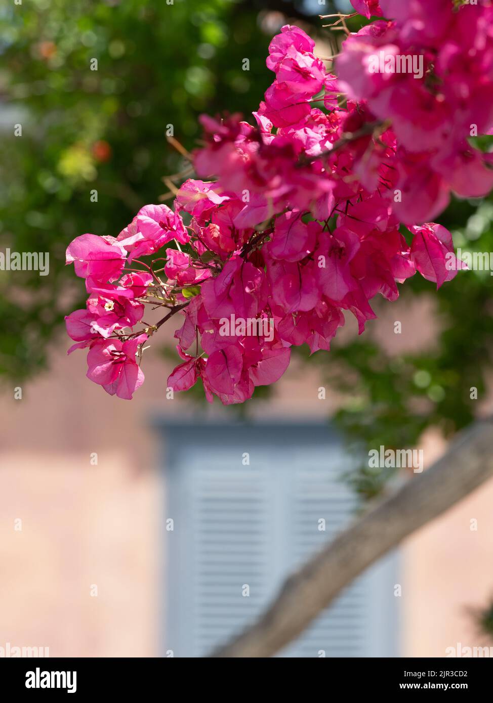 Pink bougainvillea flowers in Greek village Stock Photo Alamy
