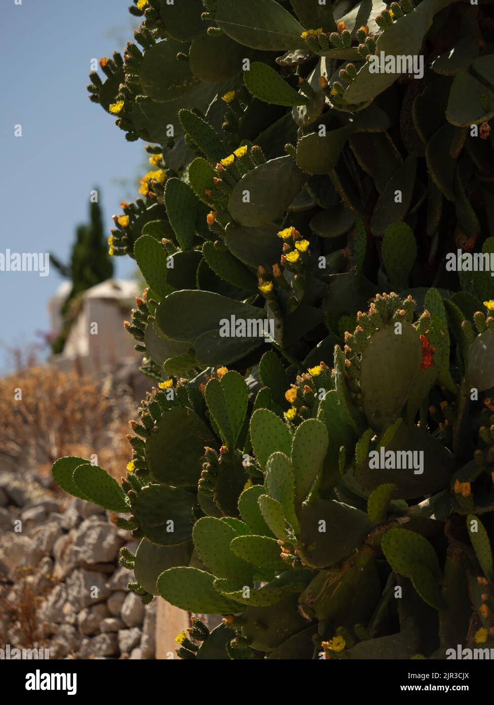 Huge prickly pear cacti plant on the Greek island of Hydra / big cactus