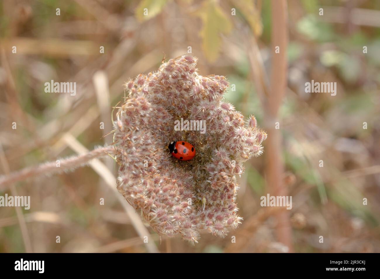 a black and red 7 spot ladybird (Coccinella septempunctata) in the centre of a late summer young wild carrot (daucus carota) seed head Stock Photo