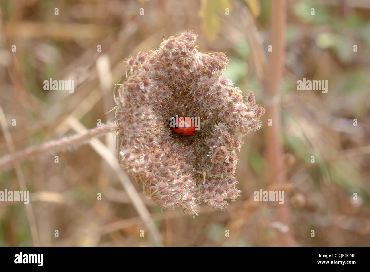 a black and red 7 spot ladybird (Coccinella septempunctata) in the centre of a late summer young wild carrot (daucus carota) seed head Stock Photo