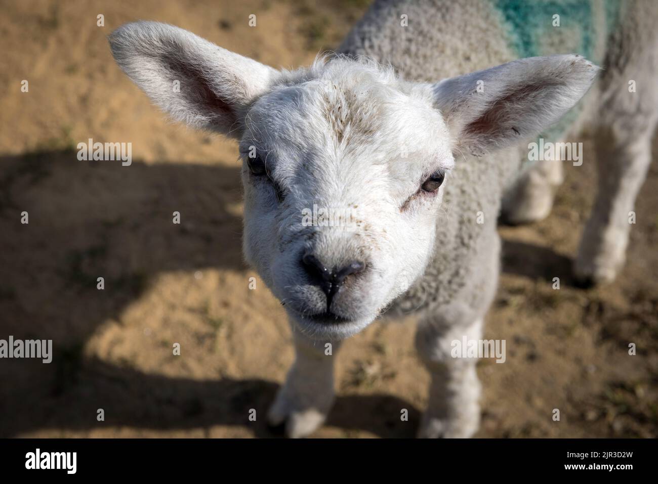 A lamb at Newsholme Stock Photo