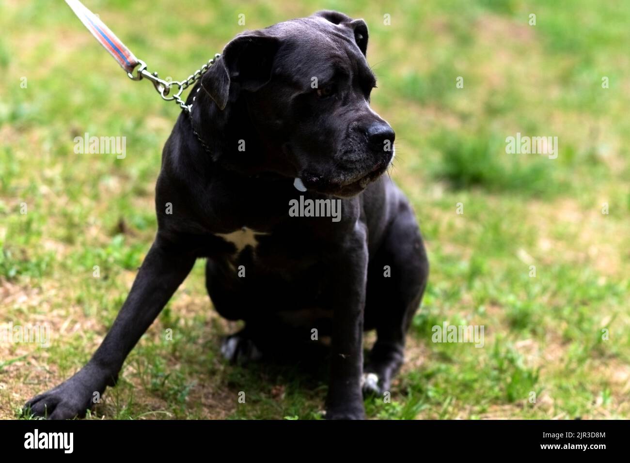 Italian mastiff cane corso hi-res stock photography and images - Page 7 -  Alamy