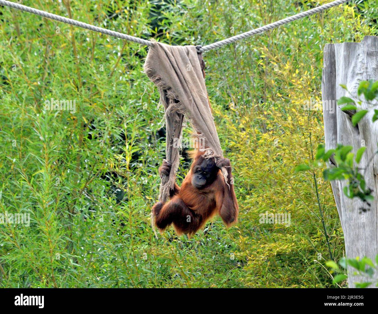 WHAT CLEVER APES. ORANG UTANG'S AT JERSEY ZOO HAVE FOUND AN INGENIOUS WAY OF PICKING BLACKBERRIES FROM THE BUSHES IN THEIR COMPOUND.  THEY GET AN OLD RAG, HANG IT FROM THEIR ROPEWAY ABOVE THE BUSHES AND ARRANGE IT SO AS THEY CAN HANG DOWN AND REACH THE SUCCULENT FRUIT. PICS MIKE WALKER - MIKE WALKER PICTURES, 2011 Stock Photo