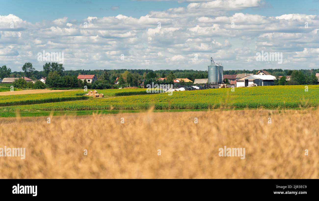 Countryside houses and special agricultural containers. Blue clouded sky. Grown wheat in the blurred foreground. Harvesting season. High quality photo Stock Photo