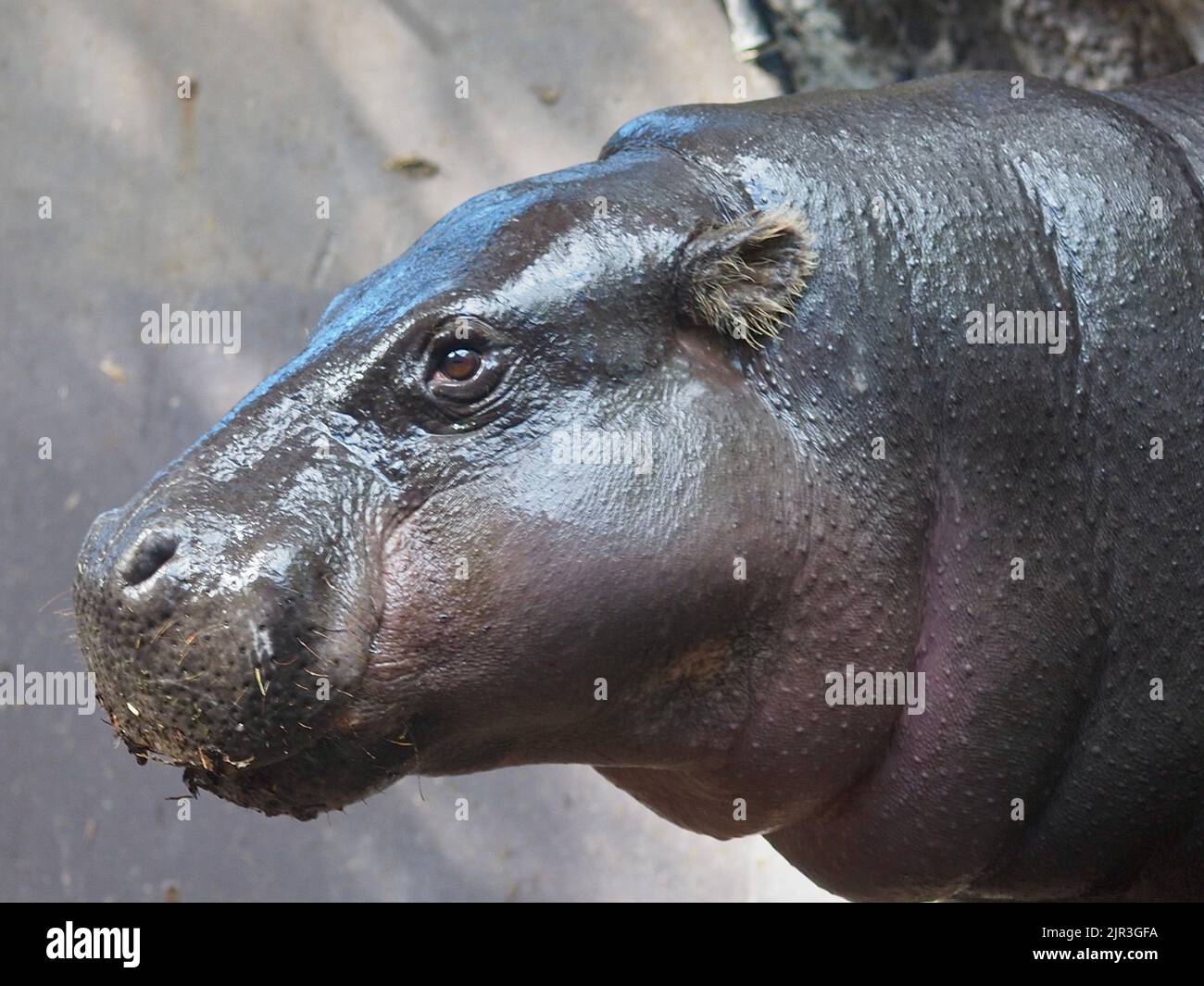 Amazing impressive Pygmy Hippopotamus with bright eyes and shiny moist skin. Stock Photo