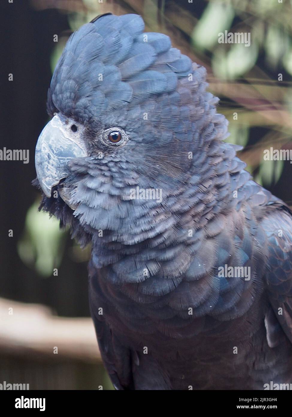A closeup portrait of a magnificent male Redtailed Black Cockatoo with