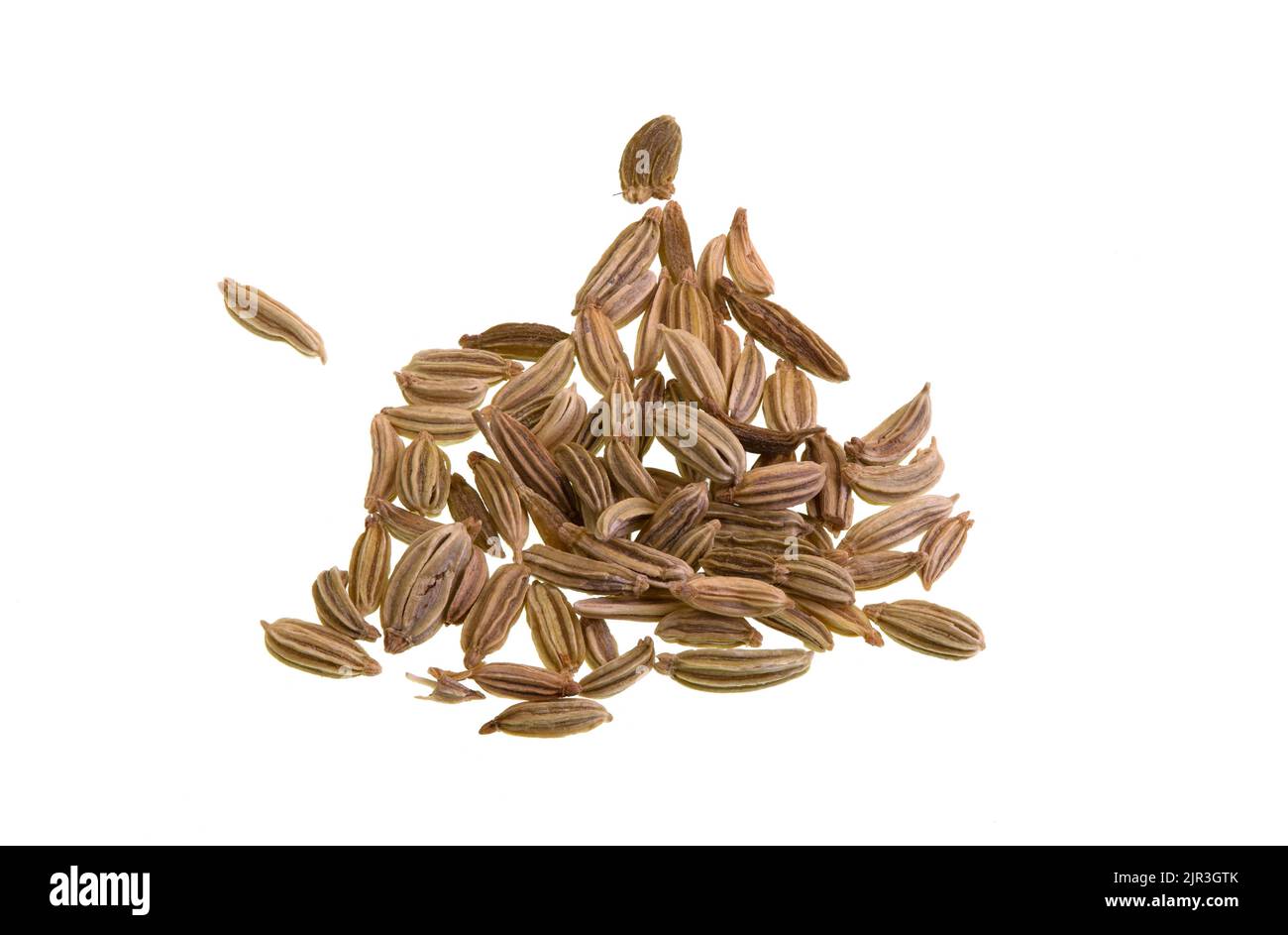 Fennel is a perennial flowering plant, Foeniculum vulgare, in the