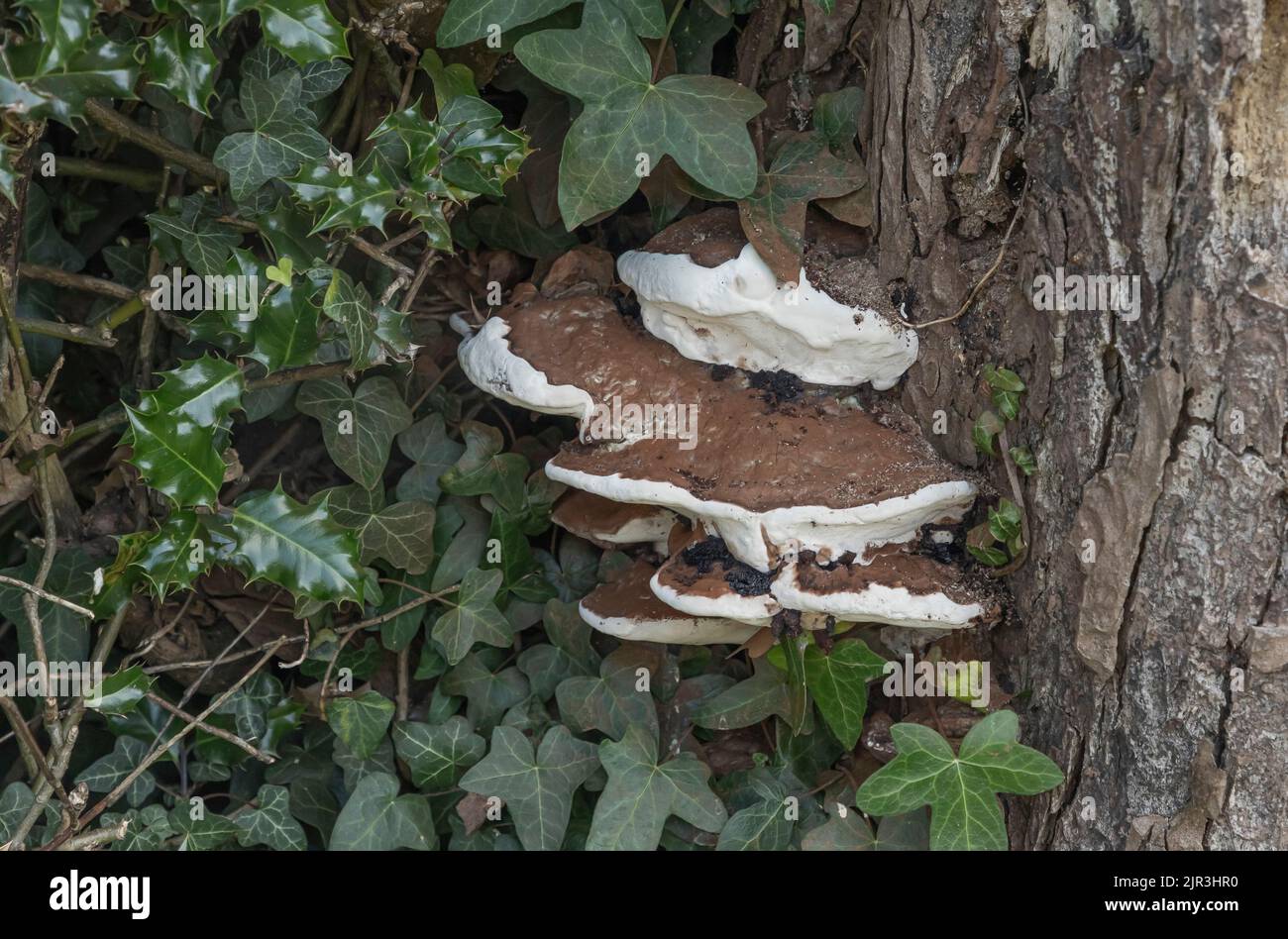 Fungus growing on the side of a tree stump with ivy and holly bushes Stock Photo