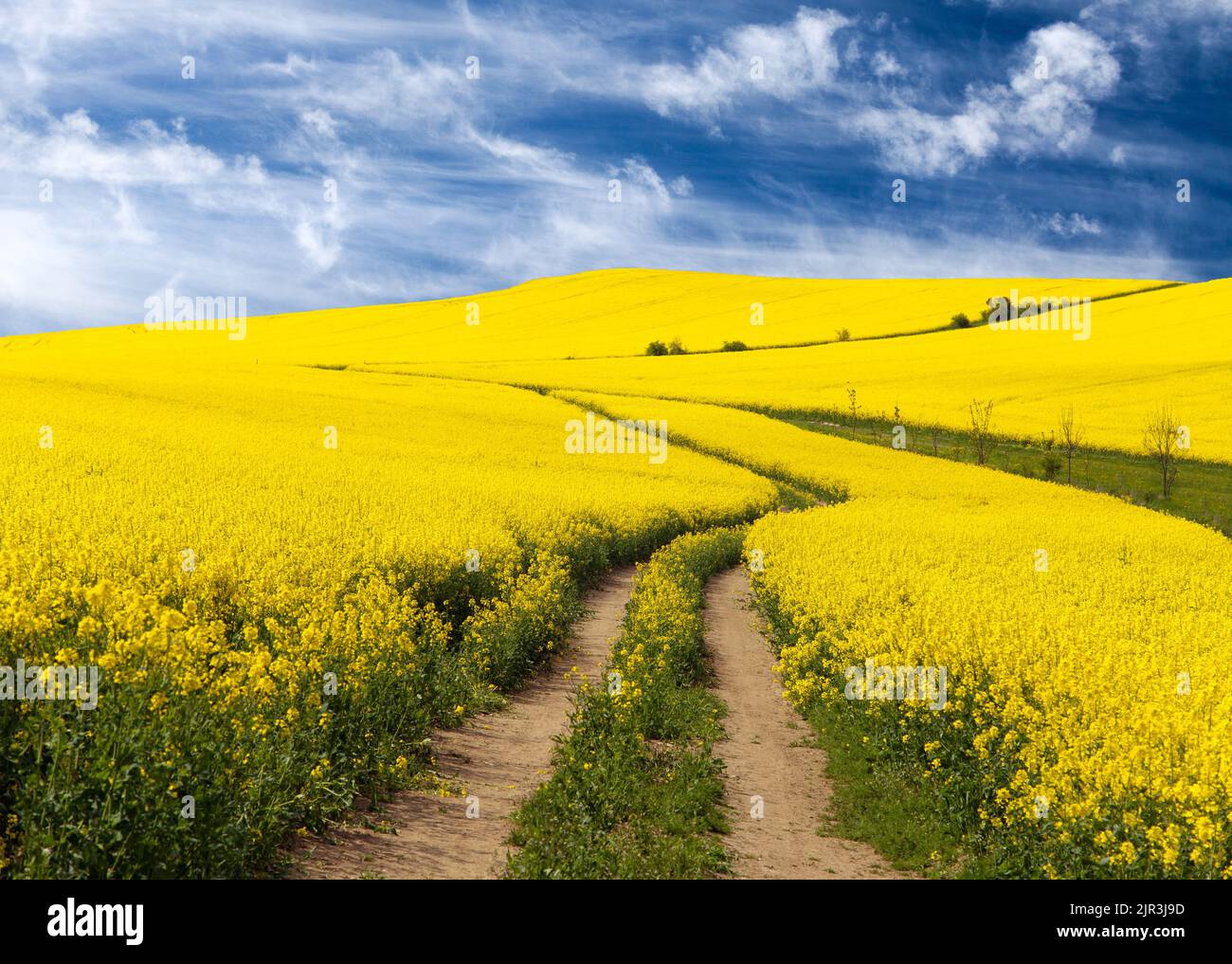 Field of rapeseed, canola or colza in Latin Brassica napus with rural road and beautiful cloud, rapeseed is plant for green energy and green industry, Stock Photo