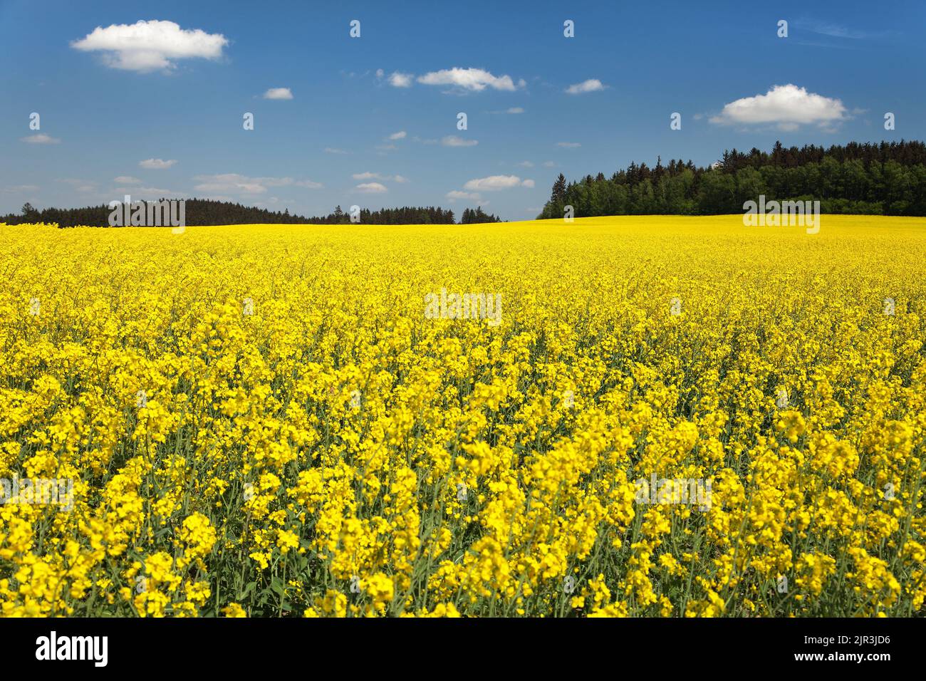 golden field of flowering rapeseed, canola or colza with beautiful clouds on sky - brassica napus - rapeseed is plant for green energy and oil industr Stock Photo