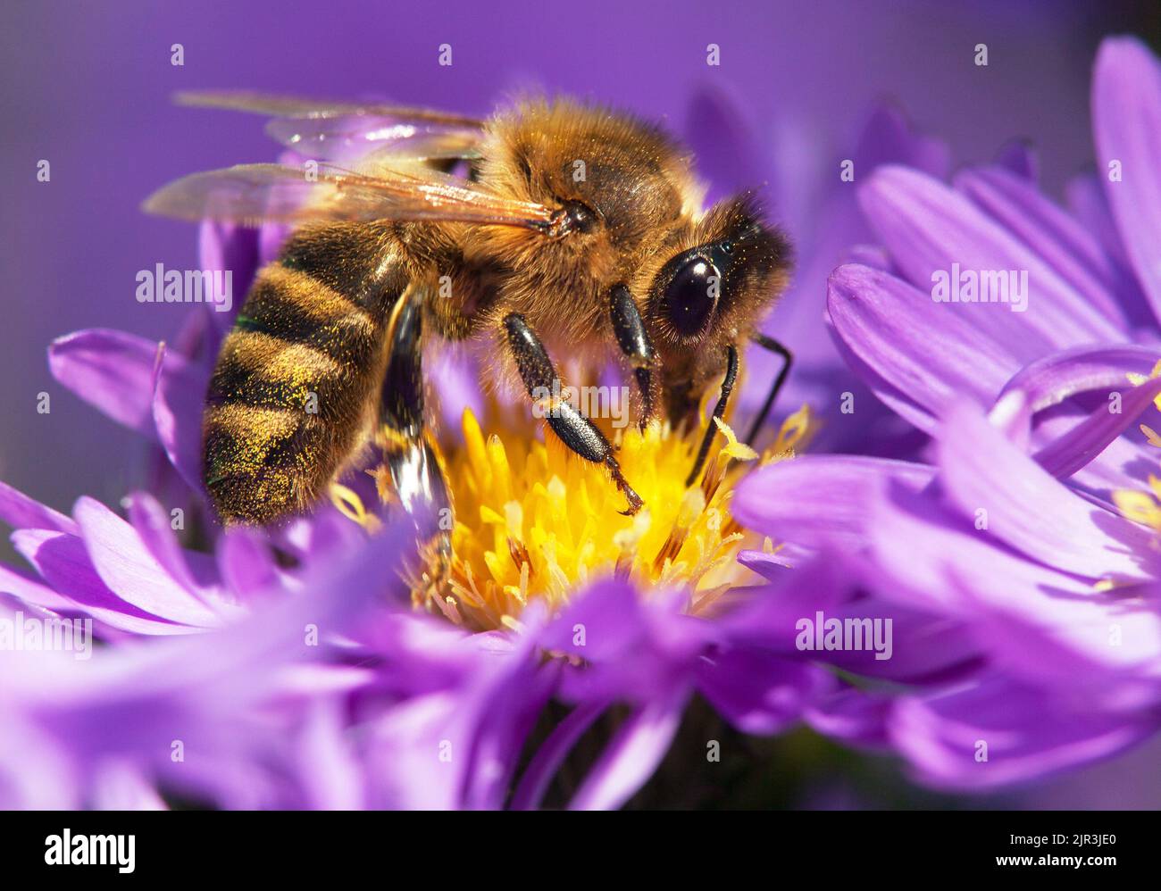 detail of honeybee (Apis mellifera) european or western honey bee sitting on the violet flower