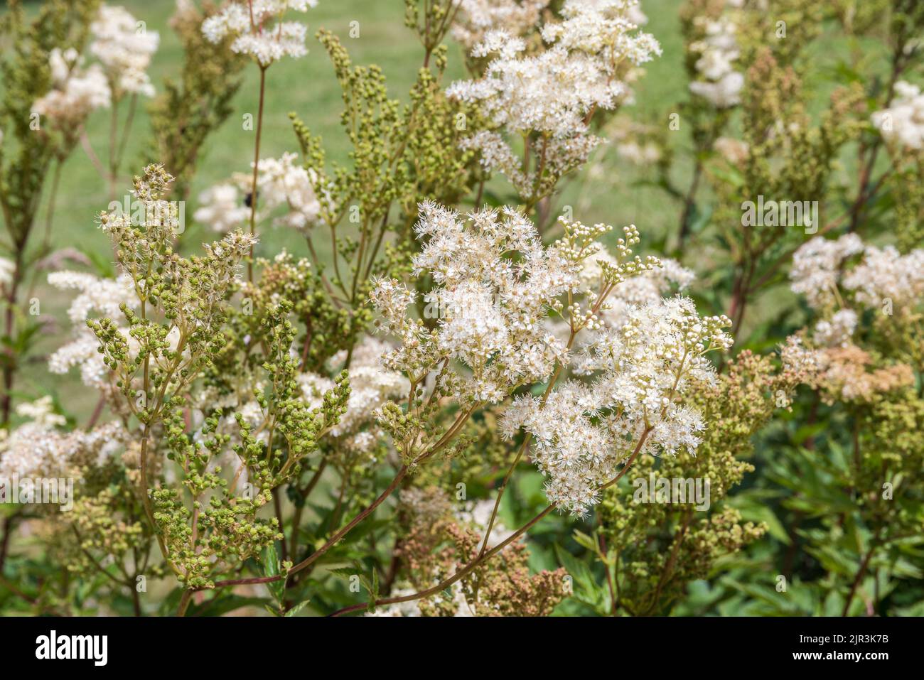 Wild Perennial And Medicinal Plant Meadowsweet, Known As Spirea And Meadow Goatsbeard Stock Photo