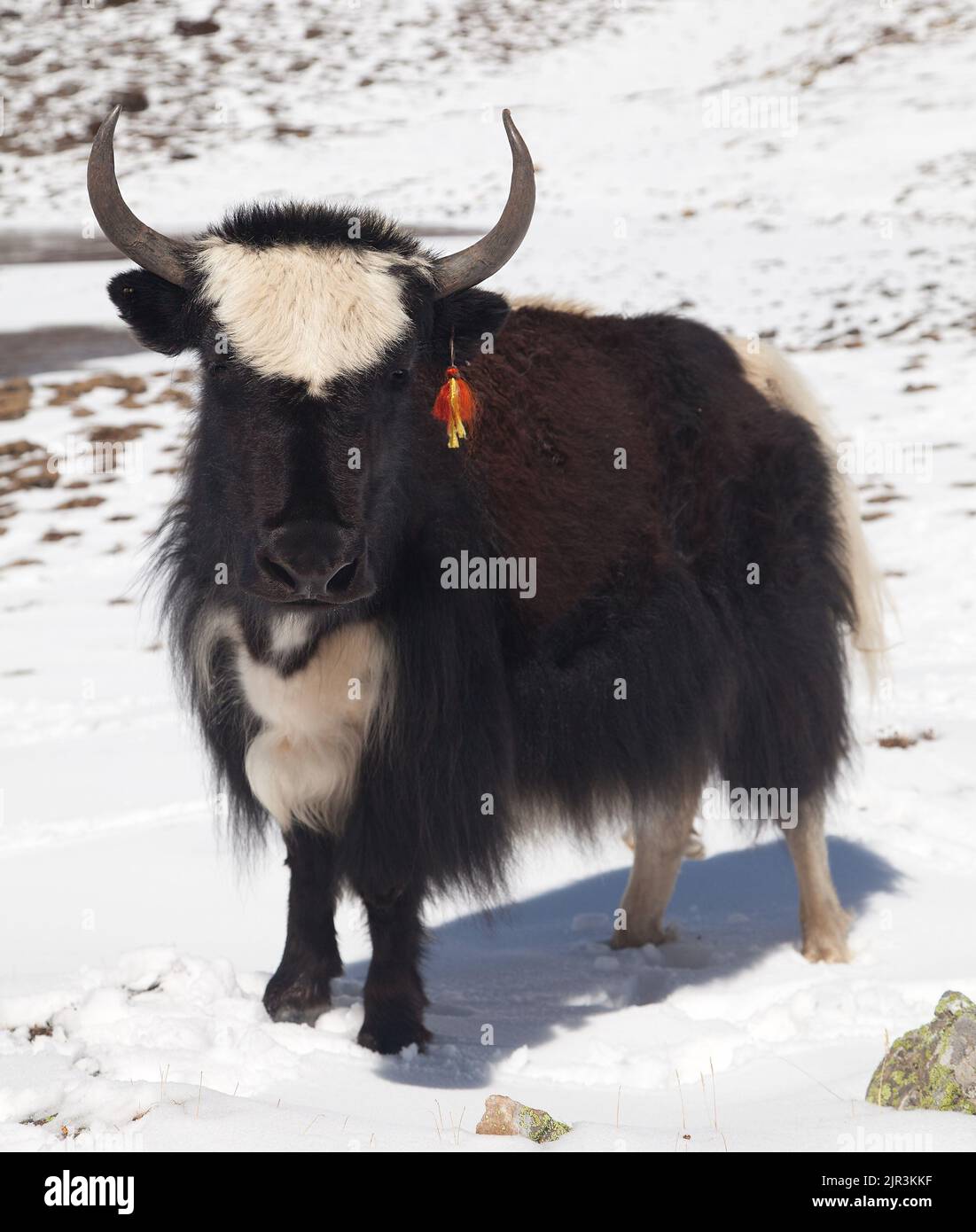 Black and white yak on snow background in Annapurna Area near Ice lake, Nepal Stock Photo
