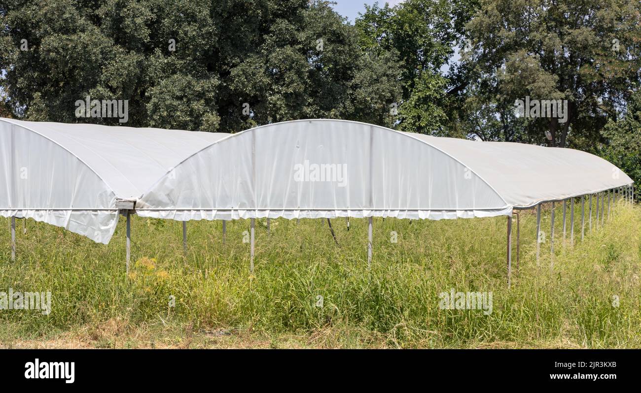 Greenhouse tent exterior view on sunny day Stock Photo