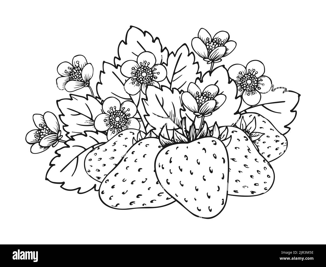 Strawberry flowering bush with berries flowers leaves. Whole ripe mellow wild forest berry coloring book page. Tasty sweet fruit. Realistic juicy strawberries bundle black white hand drawn sketch Stock Vector