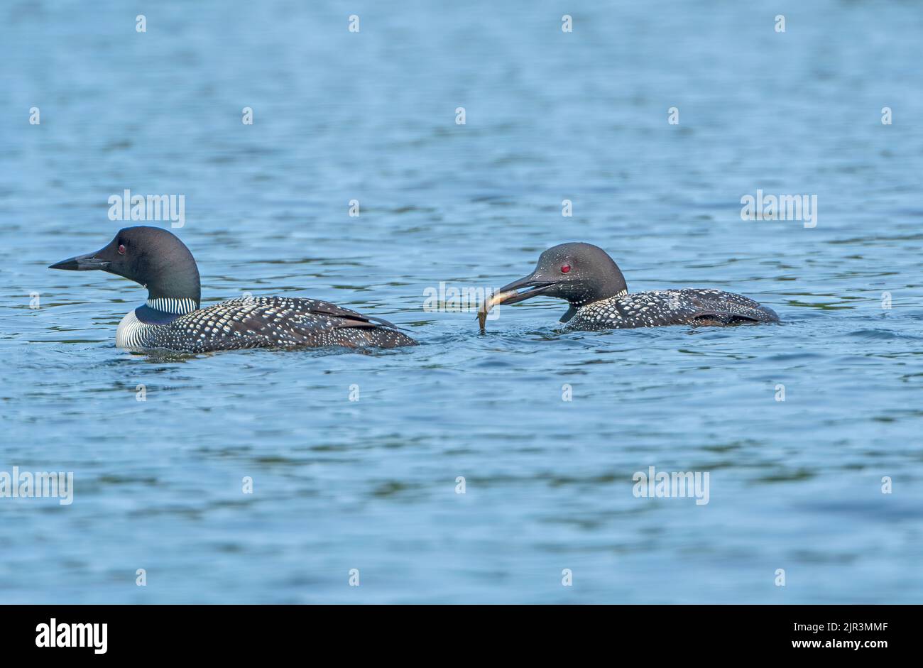 Loons Feeding on a Calm Lake in Summer on Plough Lake in Quetico Provincial Park in Ontario Stock Photo