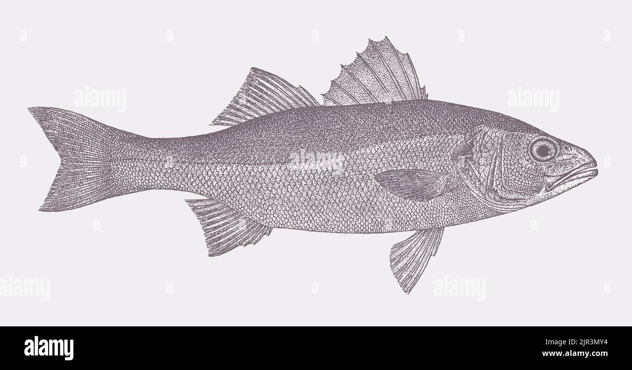 European seabass dicentrarchus labrax, marine and freshwater fish in side view Stock Vector