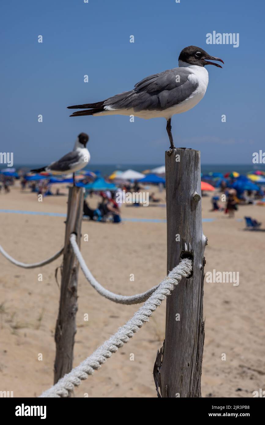 2 laughing gulls (leucophaeus atricilla) standing on posts at beach, Delaware Seashore State Park, Delaware Stock Photo