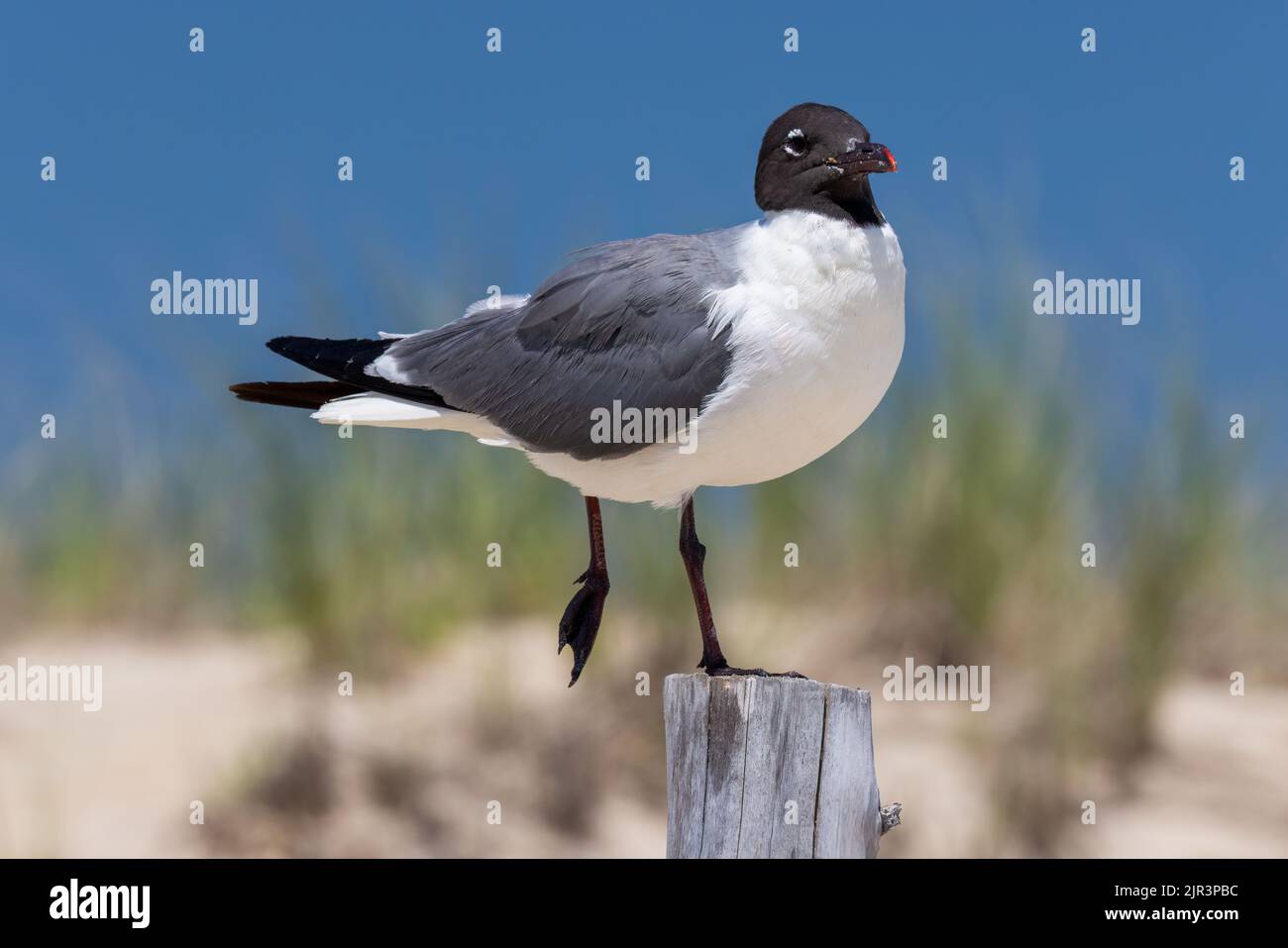 Laughing gull (leucophaeus atricilla) standing on one leg on post, Delaware Seashore State Park, Delaware Stock Photo