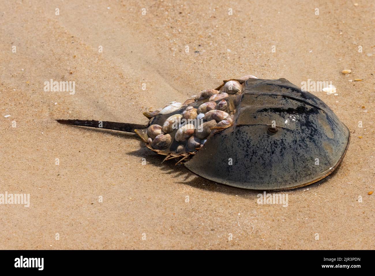 Horseshoe crab (Limulus polyphemus) with Common Slipper Shells (crepidula fornicata) on its shell, Delaware Seashore State Park, Delaware Stock Photo