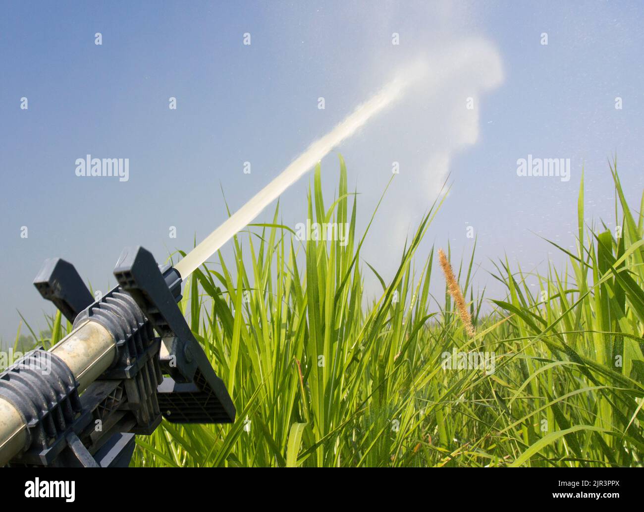 sprinkler head watering the grass in farm Stock Photo Alamy