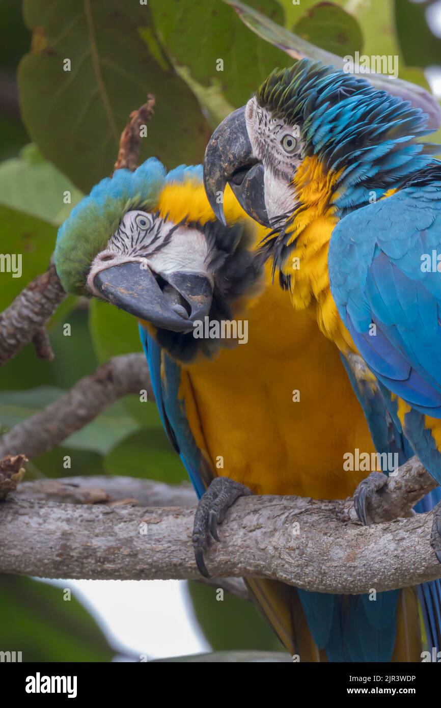 Visual Reference: Two Blue And Yellow Macaws Perching In Tree In The