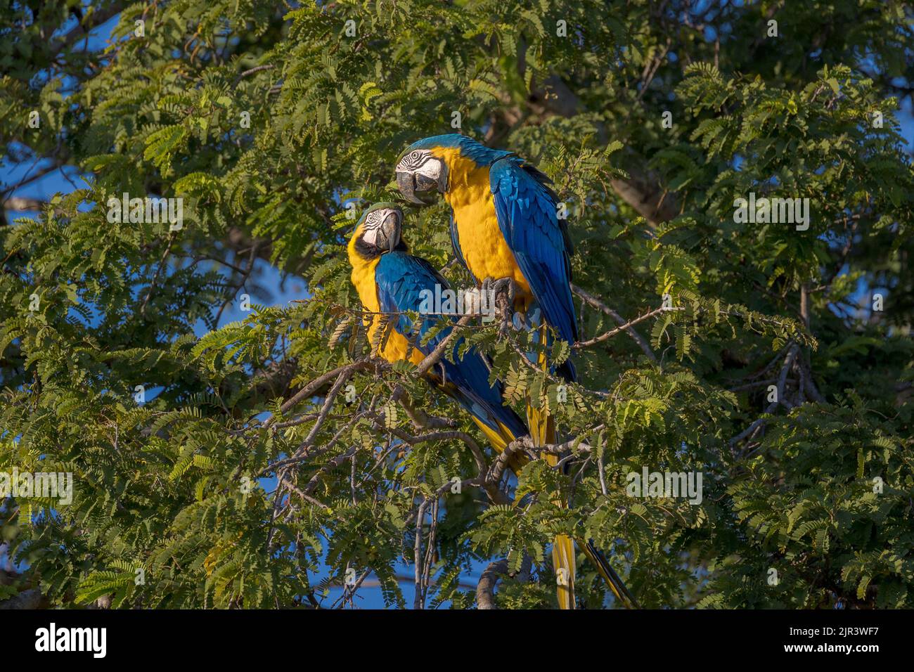 Photo inspiration: Picture Idea: Two Blue And Yellow Macaws Perching In Tree In The
