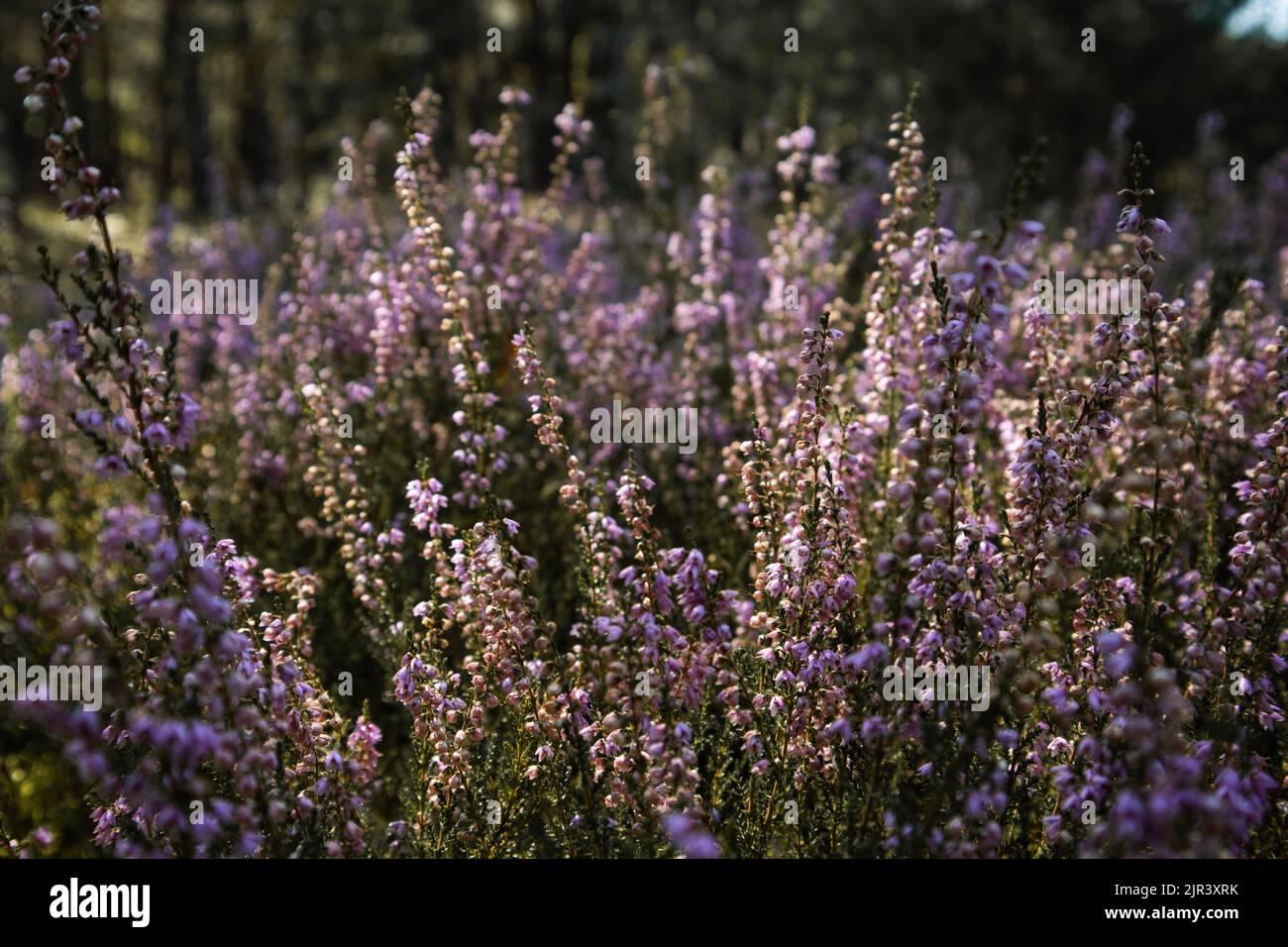 Close up of heather herb in the forest Stock Photo