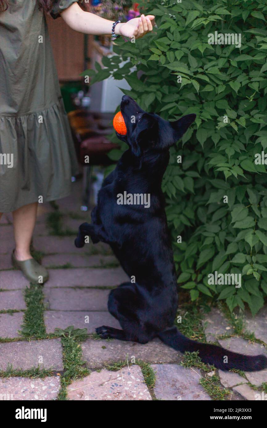 A woman trains a dog to bring a ball. A shepherd dog holds a ball in its mouth. Vertical photo. Stock Photo