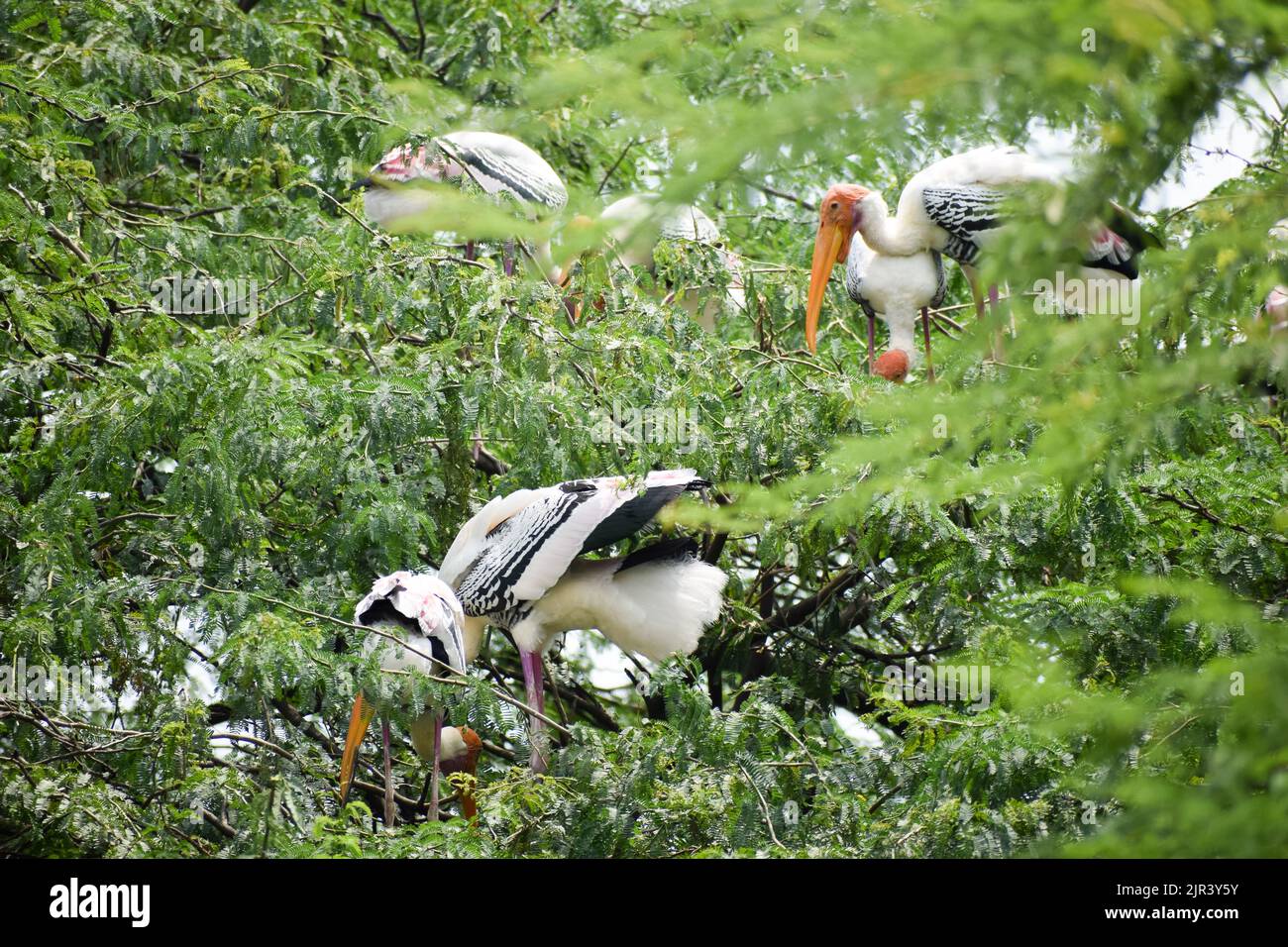 Flock of Painted storks which are migratory bird are taking rest at New Delhi zoo in India Stock Photo