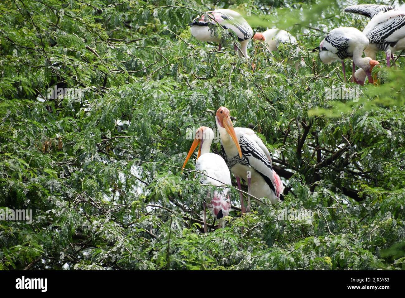 Flock of Painted storks which are migratory bird are taking rest at New Delhi zoo in India Stock Photo
