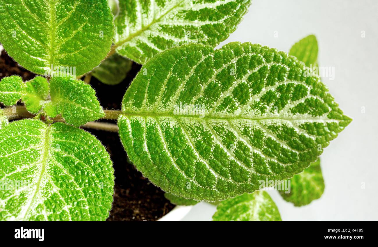 Leaf of Episcia Tropical Topaz on a gray background. Isolate. Stock Photo