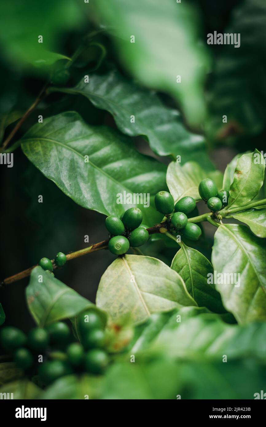 Close up green coffee beans on coffee plant Stock Photo Alamy