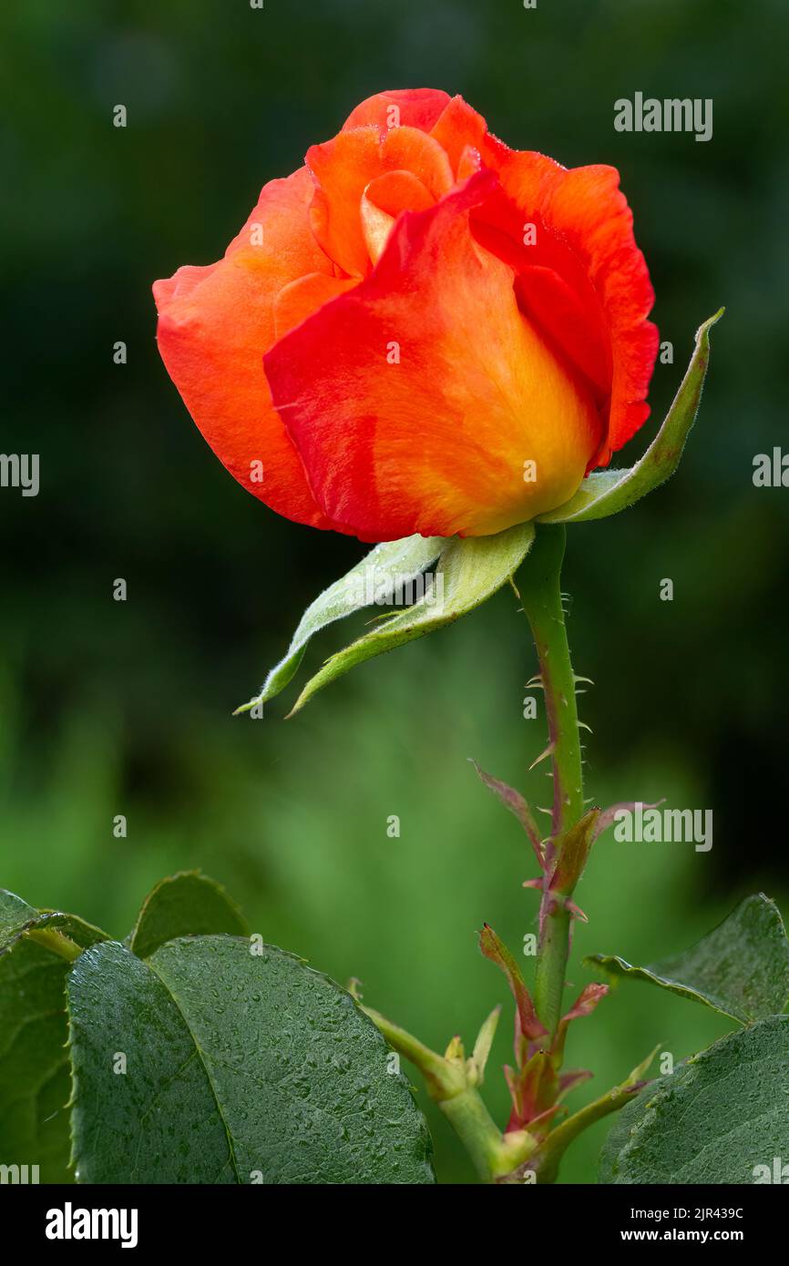 Bud of red rose with blurred green background Stock Photo - Alamy