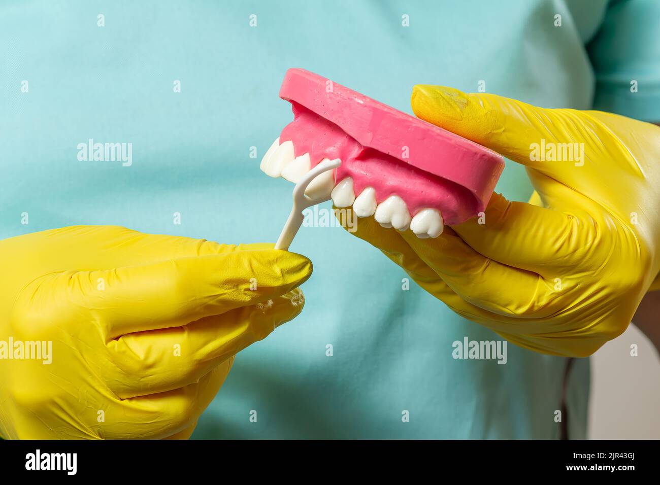 Dentist with floss toothpick and layout of the human jaw Stock Photo ...