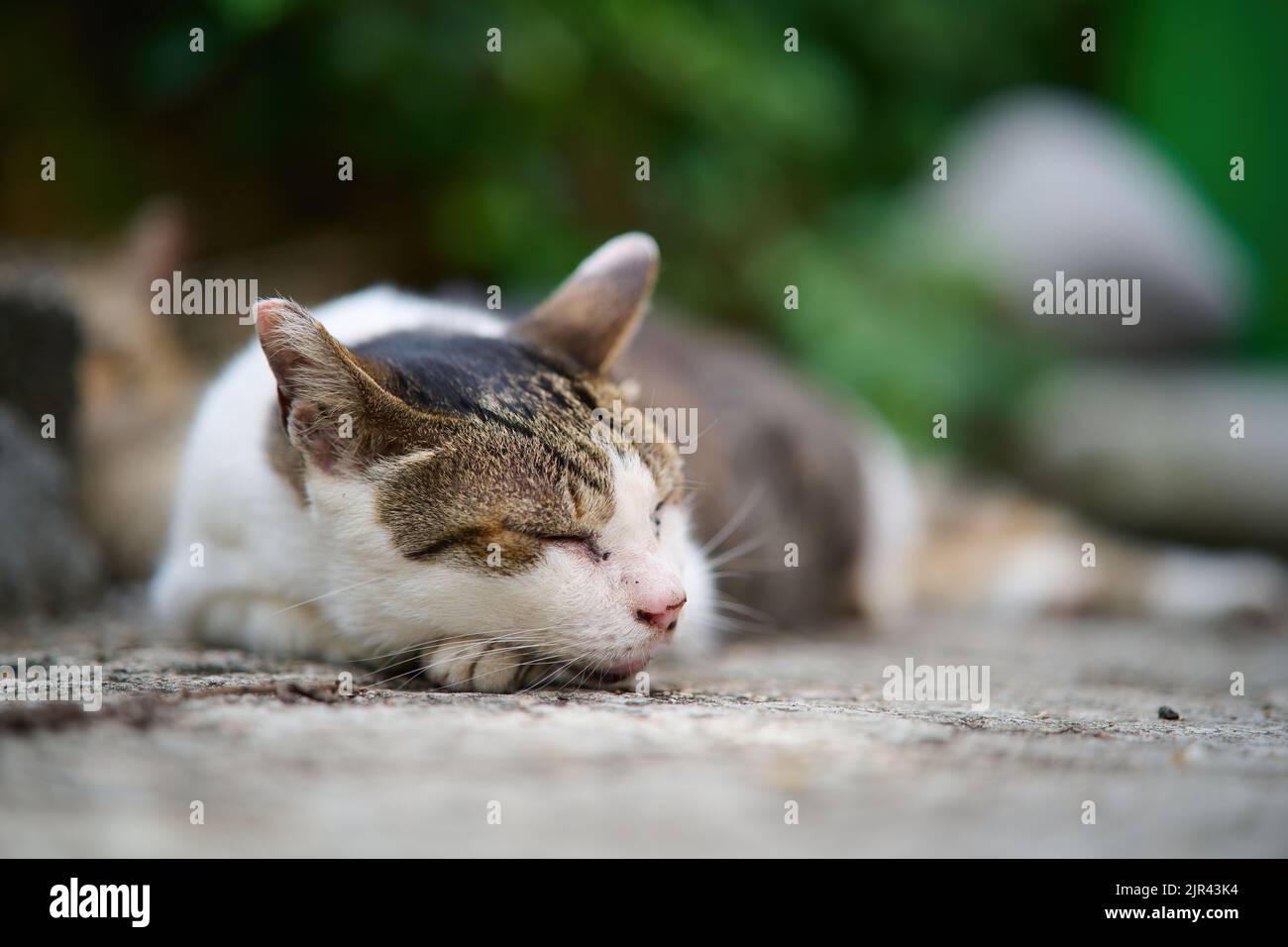 The close-up view of a domestic cat sleeping on the ground Stock Photo ...