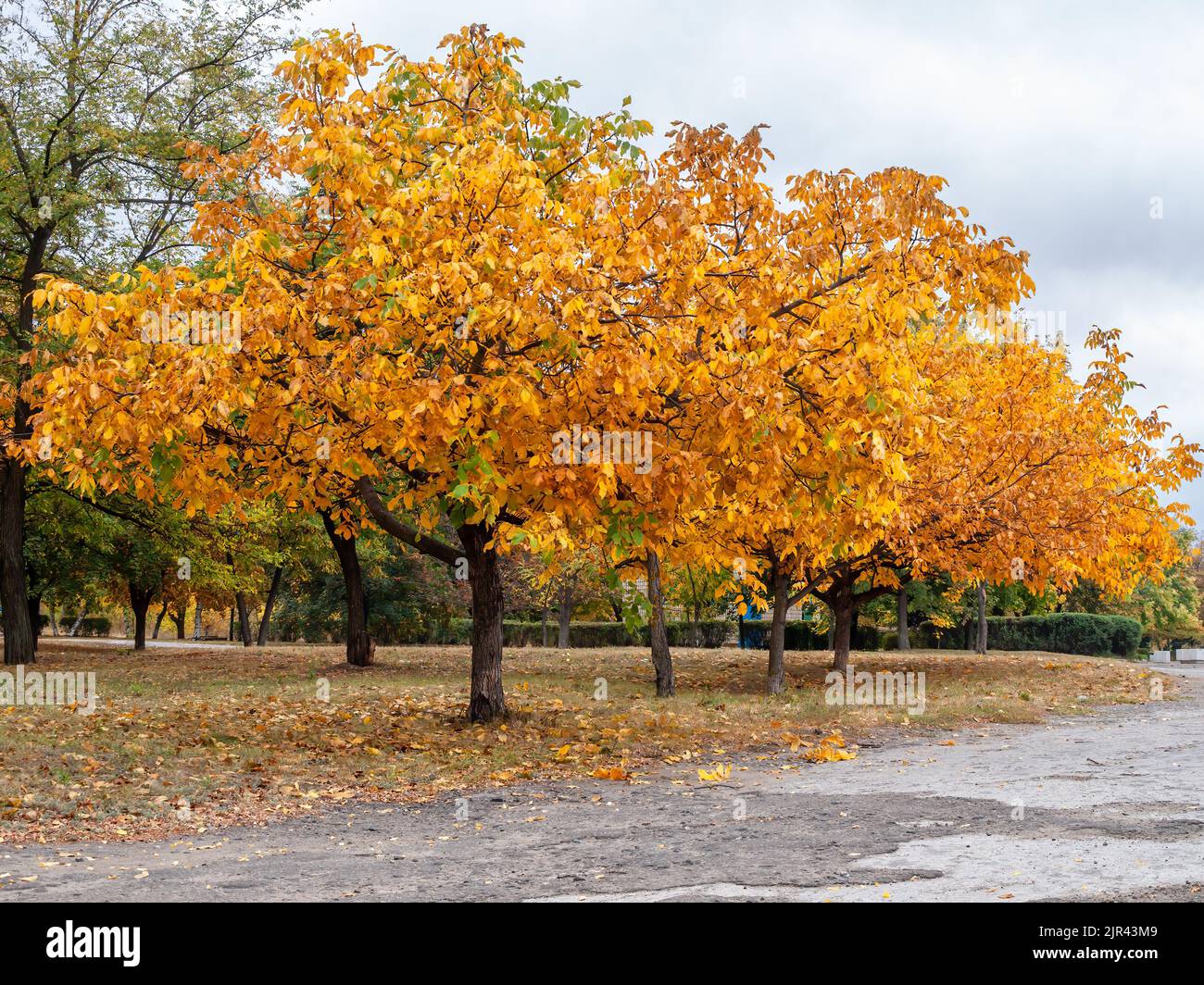 Trees with yellow leaves in the city park on autumn day Stock Photo - Alamy