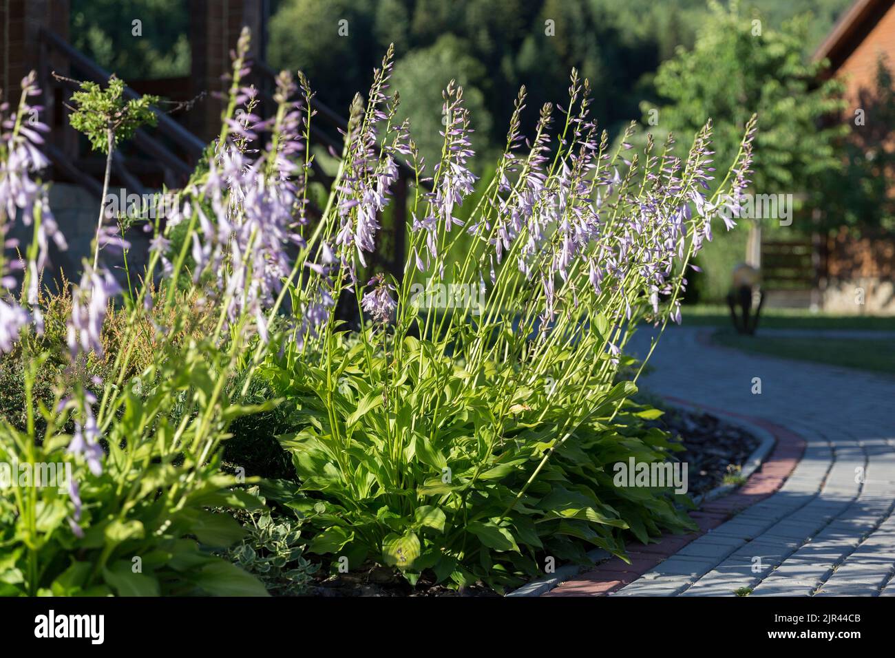 White hosta flower blooms in the park, beautiful summer light. Purple