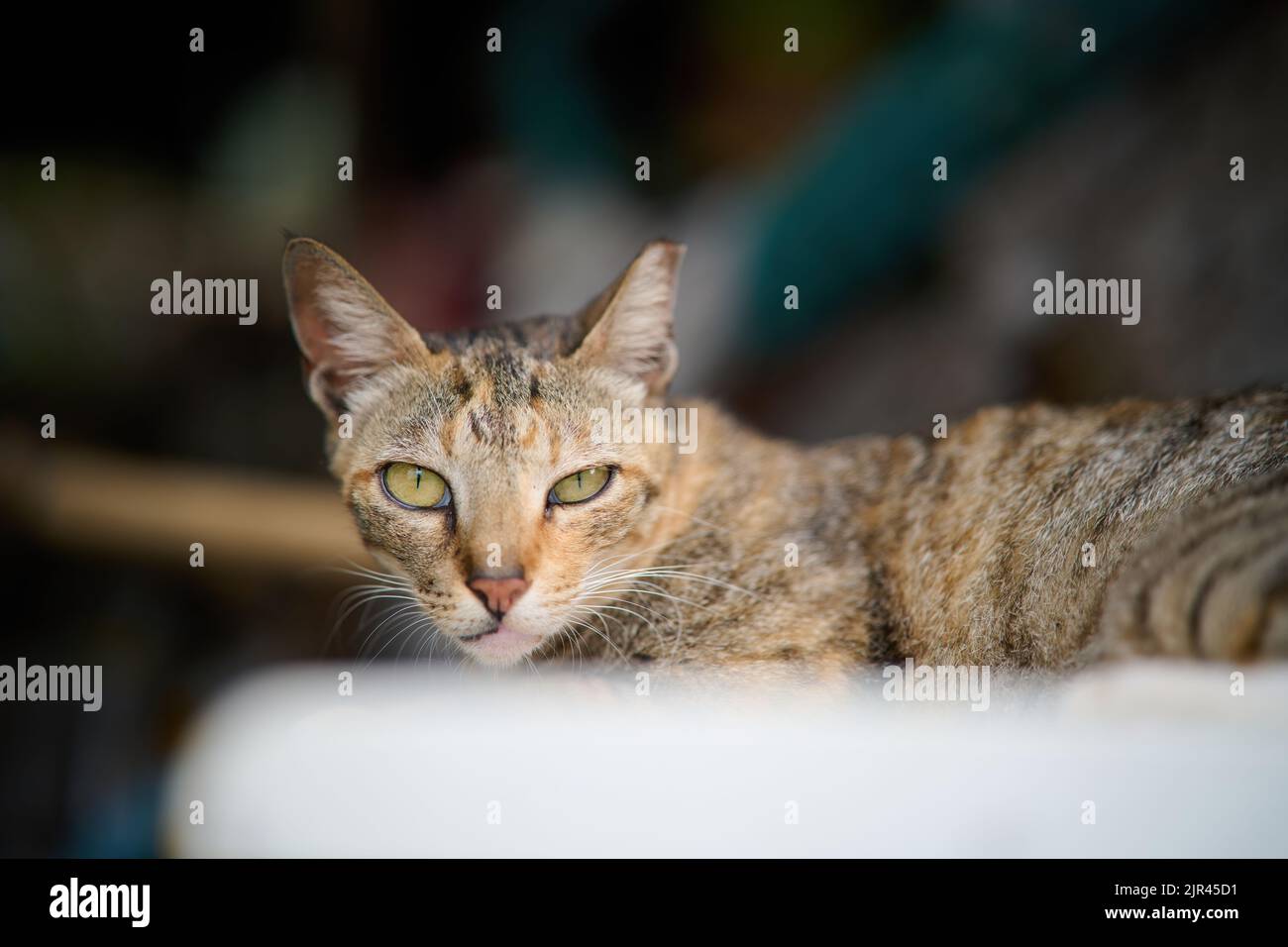The close-up portrait of a tabby cat looking seriously at the camera ...