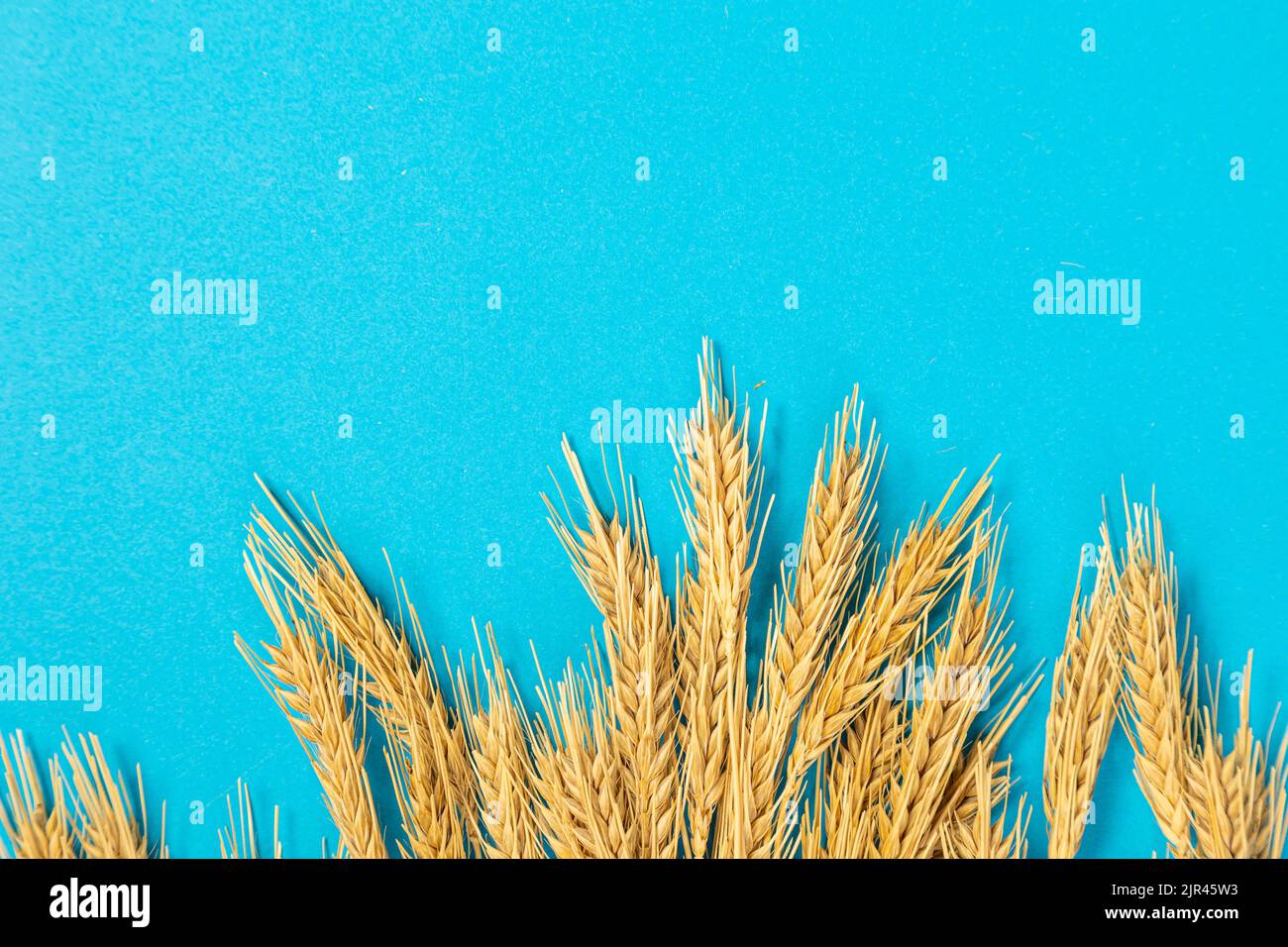 Ripe ears of wheat isolated on a blue background. Top view, flat lay of