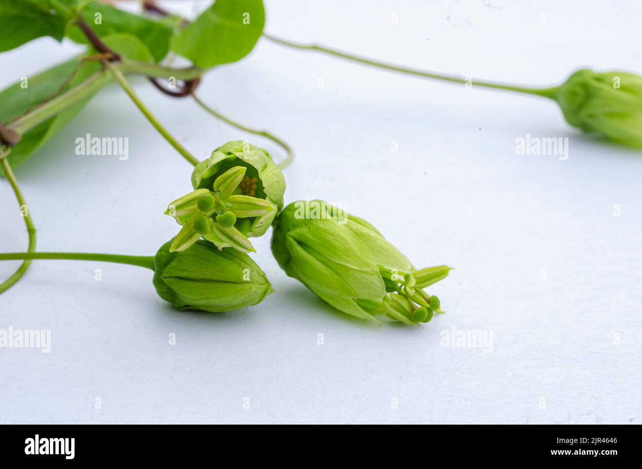 Closeup Of Vine Blossoms Stock Photo