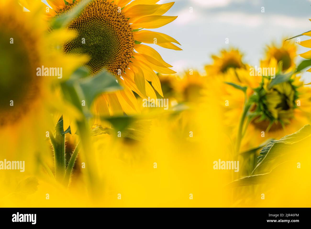 A Picture Of An Advertisement For Sunflower And Vegetable Oil Sunflower Fields And Meadows 2009