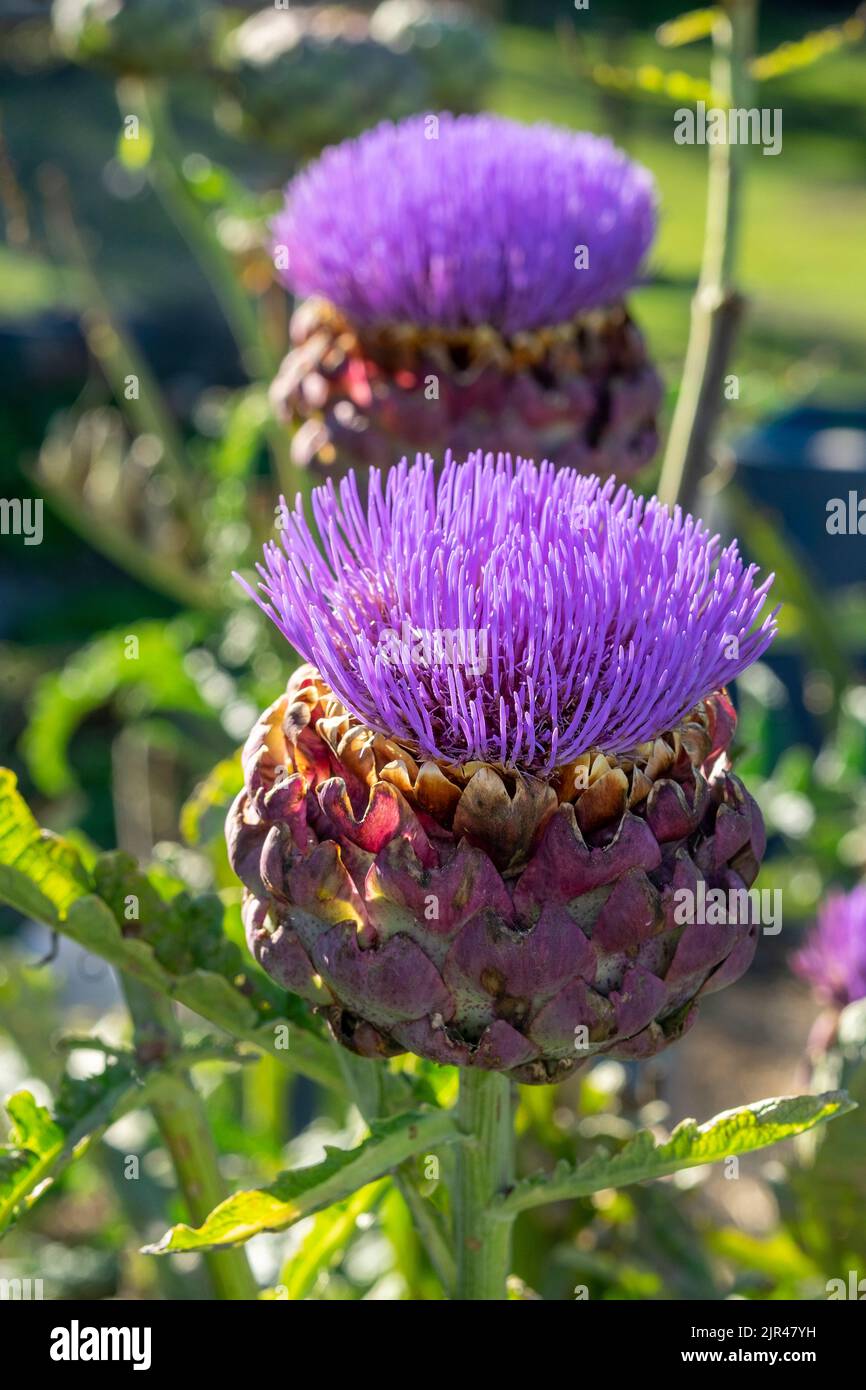 Globe artichokes in flower showing their irelationship to the highland thistle and the Mediterranean cardoon Stock Photo