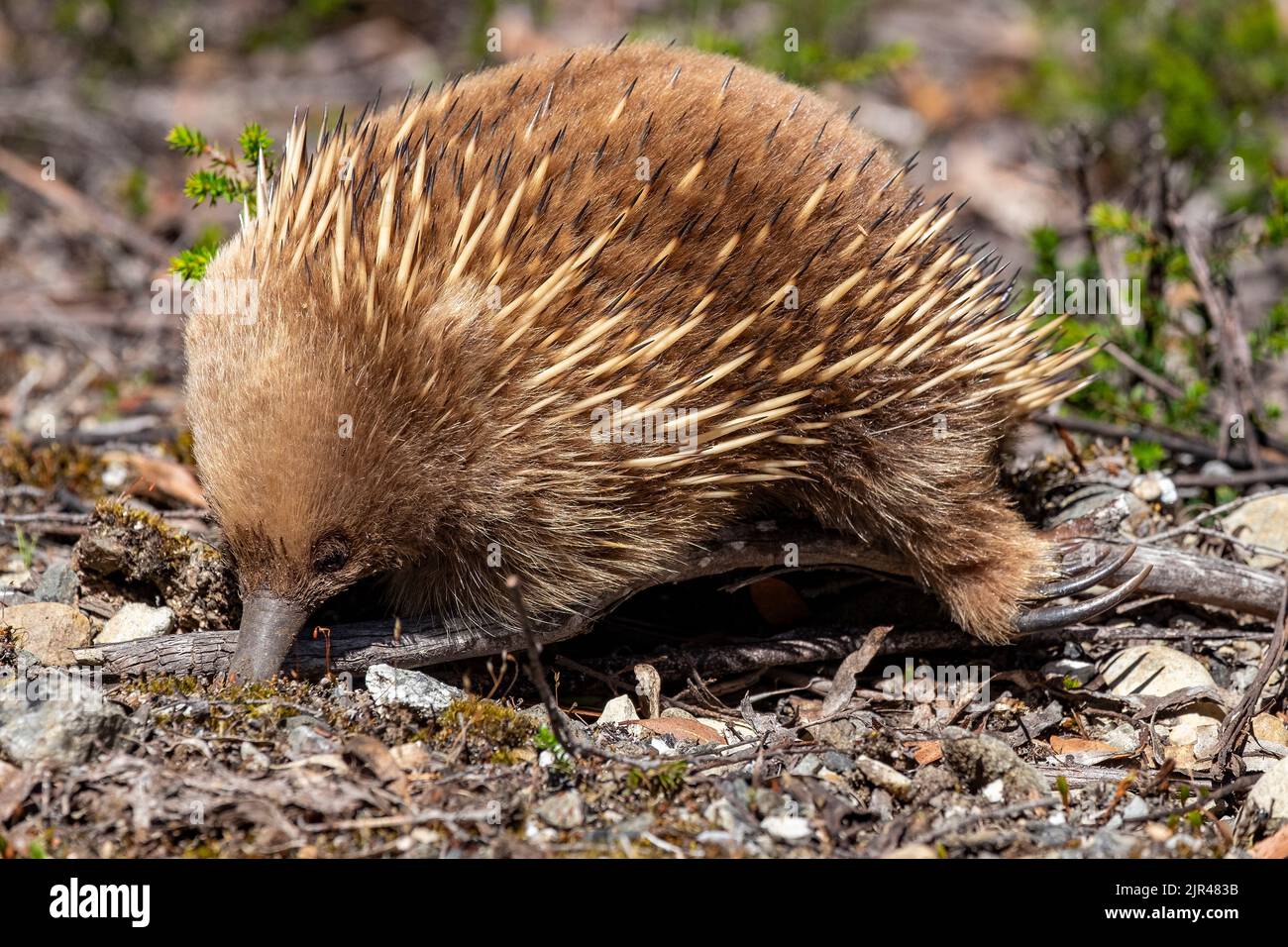 The short beaked Echidna, also known as the spiny anteater showing its powerful digging hind claw Stock Photo