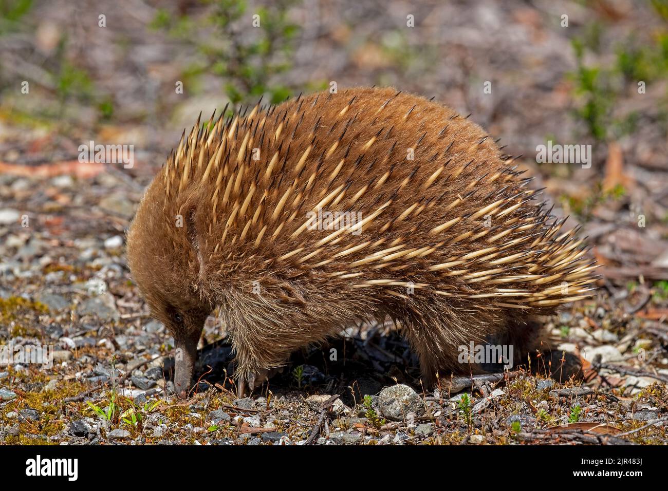 The short beaked Echidna, also known as the spiny anteater Stock Photo