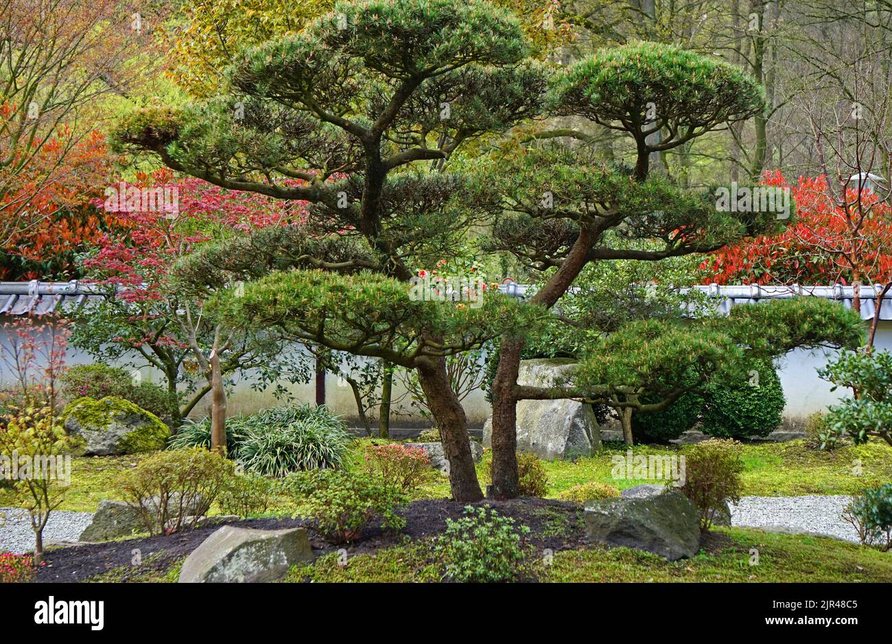 A whimsical pine tree in the middle of the Japanese garden in Bielefeld. Stock Photo