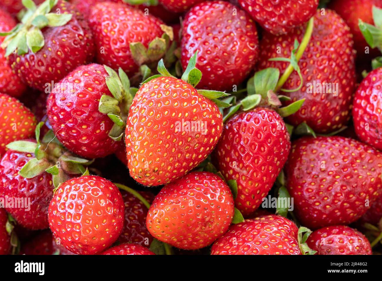 Pile of ripe strawberries. Fruit background. close up Stock Photo - Alamy