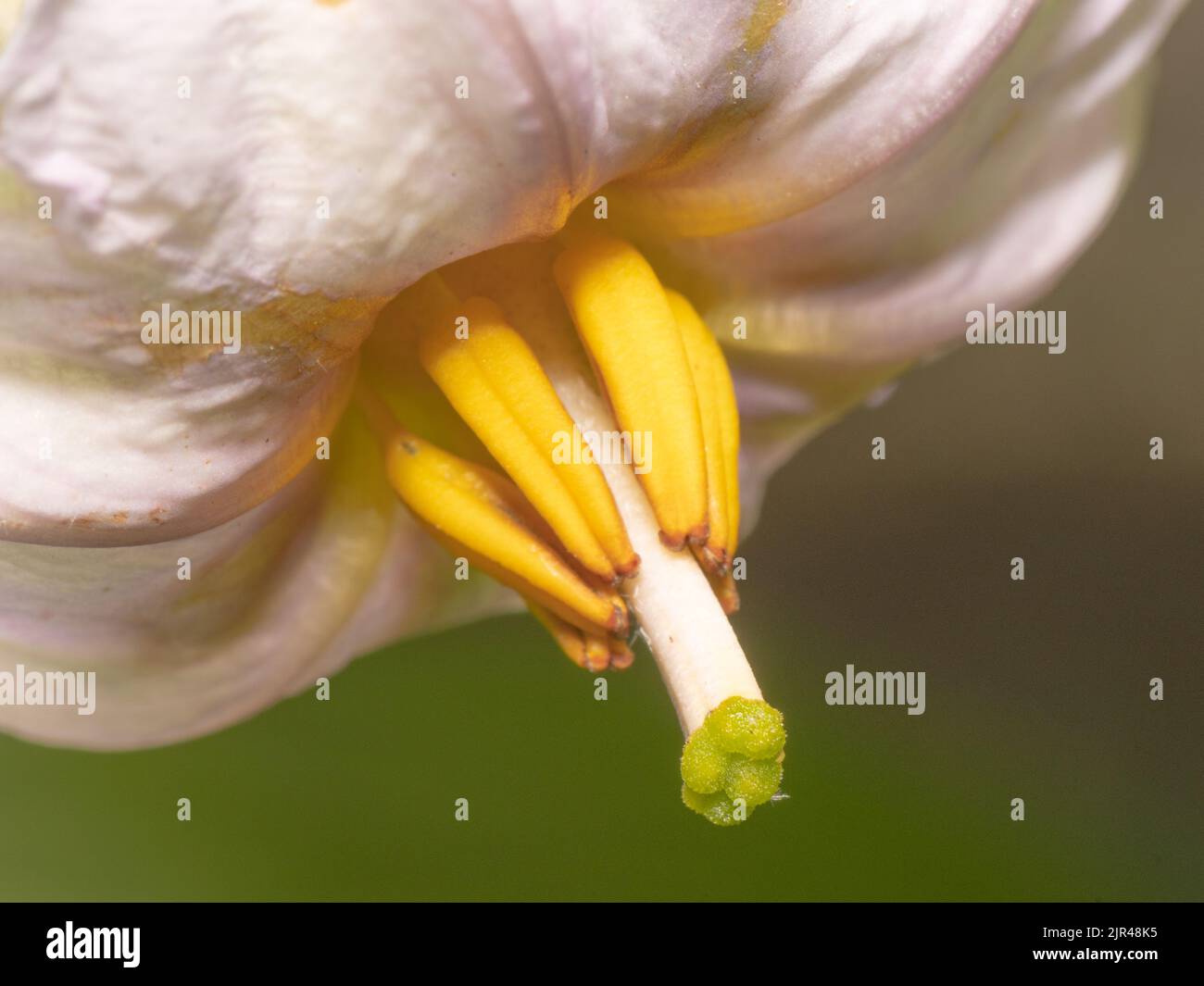Closeup of the bloom of an eggplant showing the female flower's