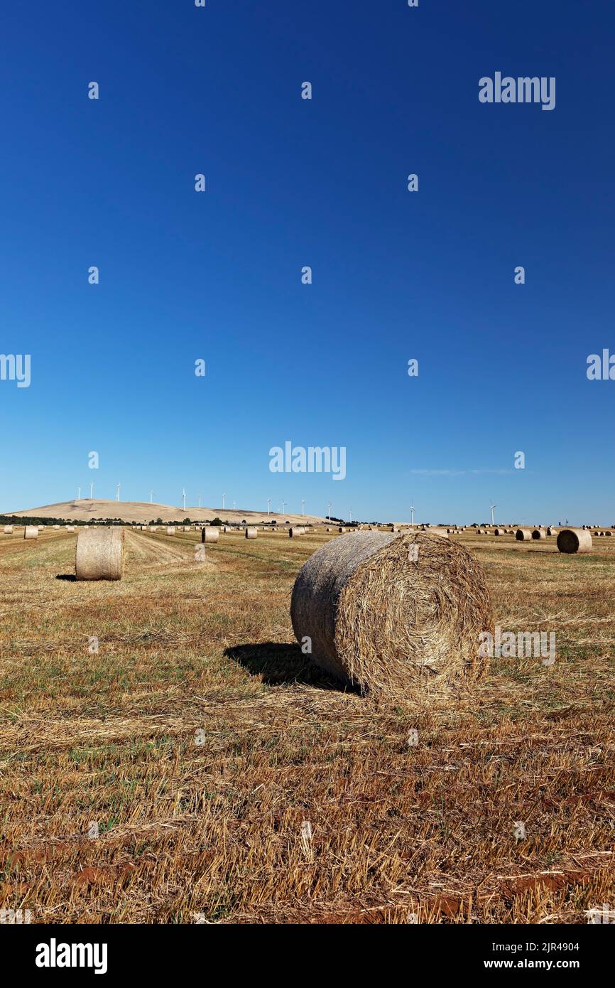 Waubra Australia /  Hay bales in a field in rural Waubra Victoria Australia. Stock Photo